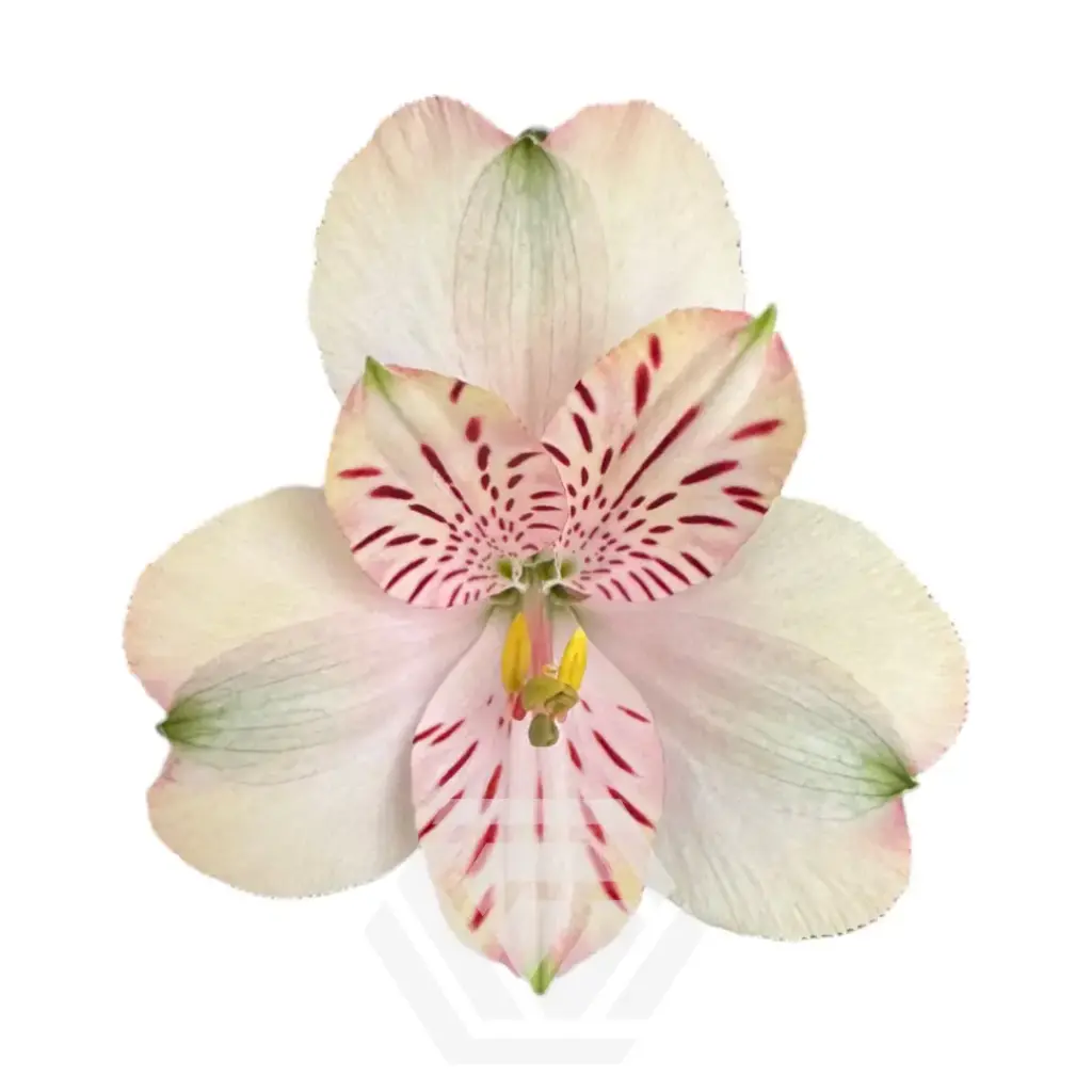 (C) V26 70CM Alstromeria Light Peach Libya/Canyon 
