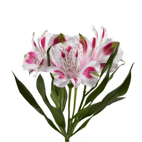 M26 70cm Alstroemerias Bi-Color Pink/White Andalusia