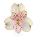 (C) V26 70CM Alstromeria Light Peach Libya/Canyon 