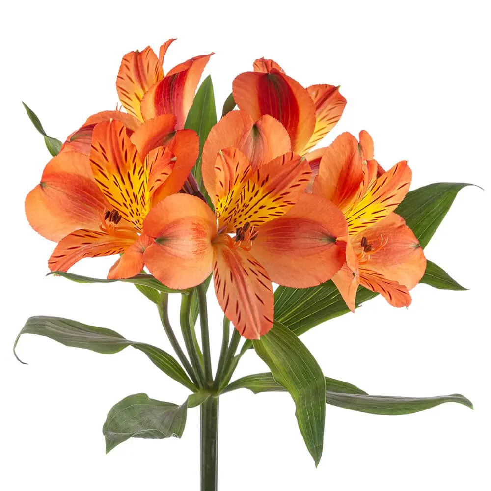 M26 70cm Alstroemerias Orange Party
