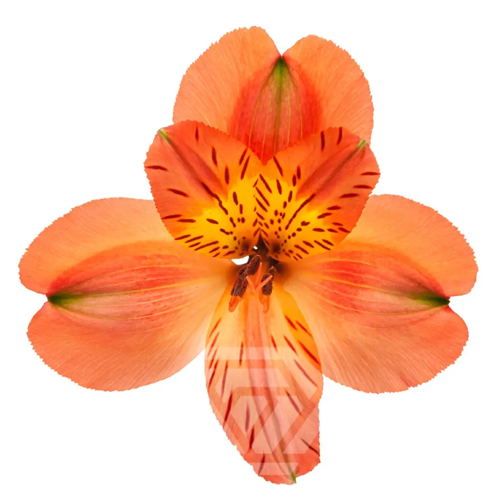 V26 70CM Alstromeria Orange Party