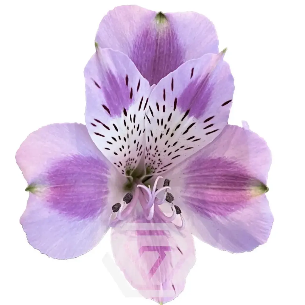 Alstromeria Lavender Bohemian