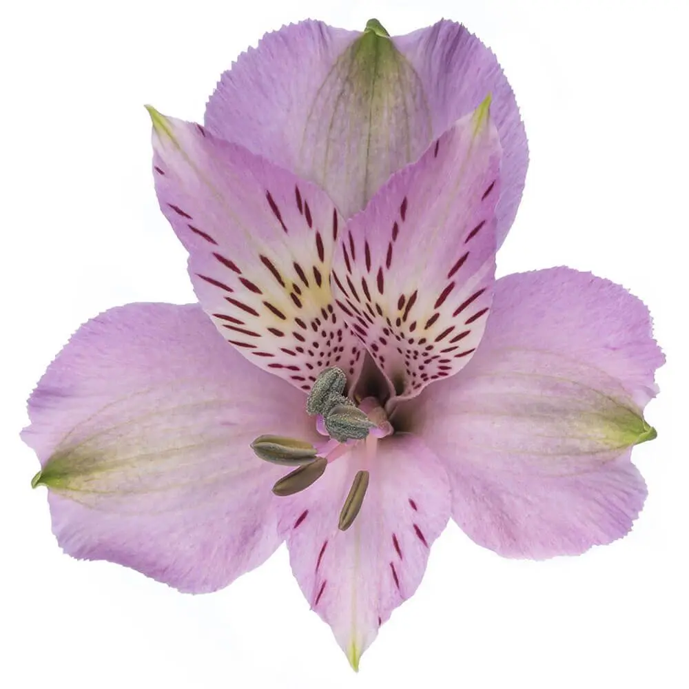 Alstromerias Lilac