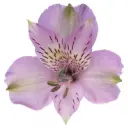 Alstromerias Lilac