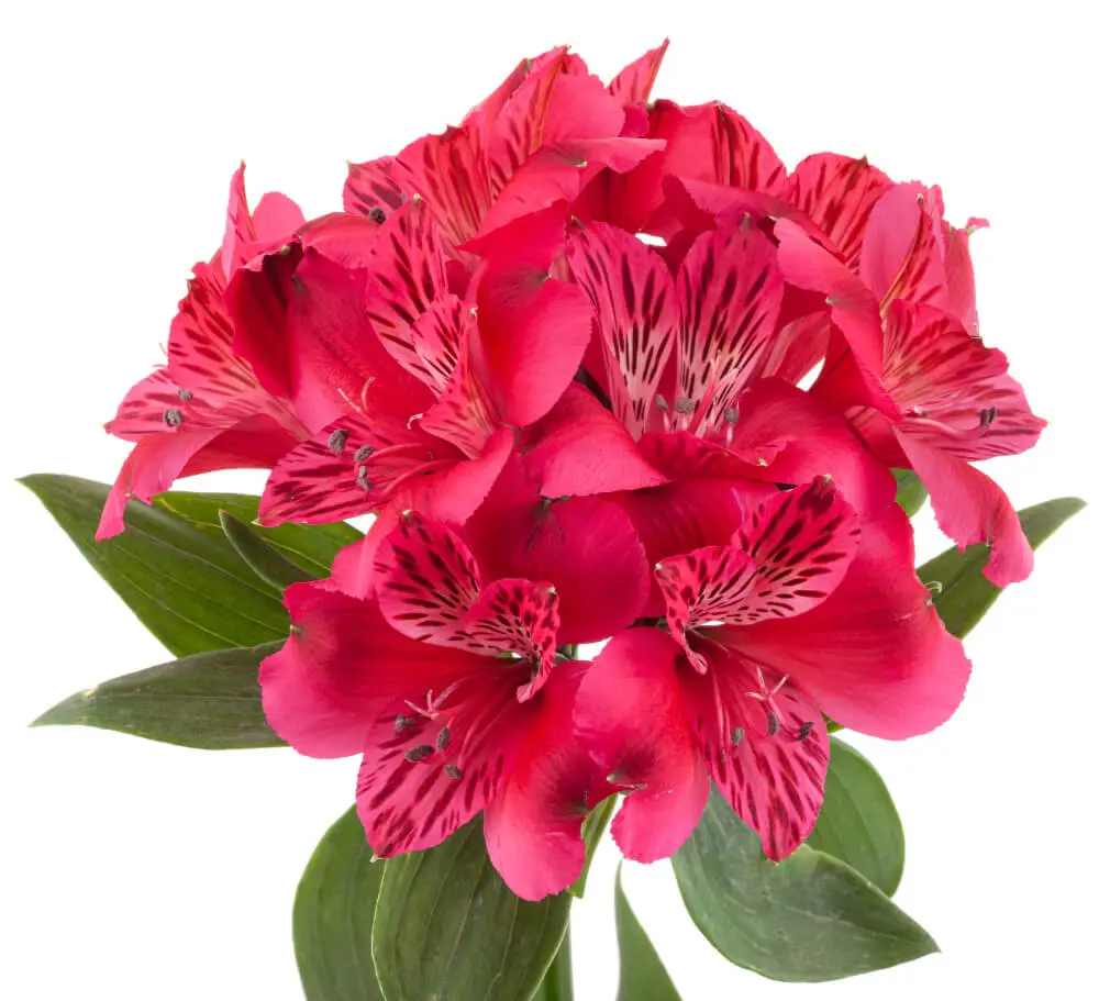 M26 70cm Alstroemerias Hot Pink Lucia 