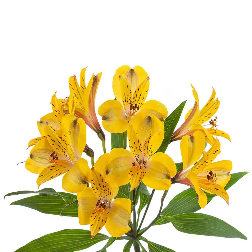 M26 Alstroemerias Yellow Copacabana