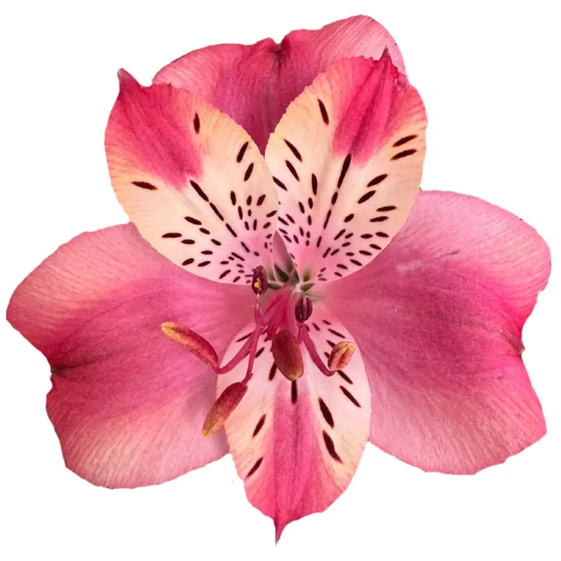 (C) V26 70CM Alstromeria Light Pink Pamela/Corsica