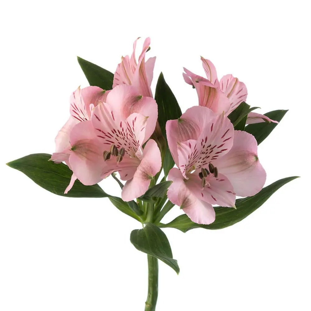 M26 70cm Alstroemerias Light Pink Seattle