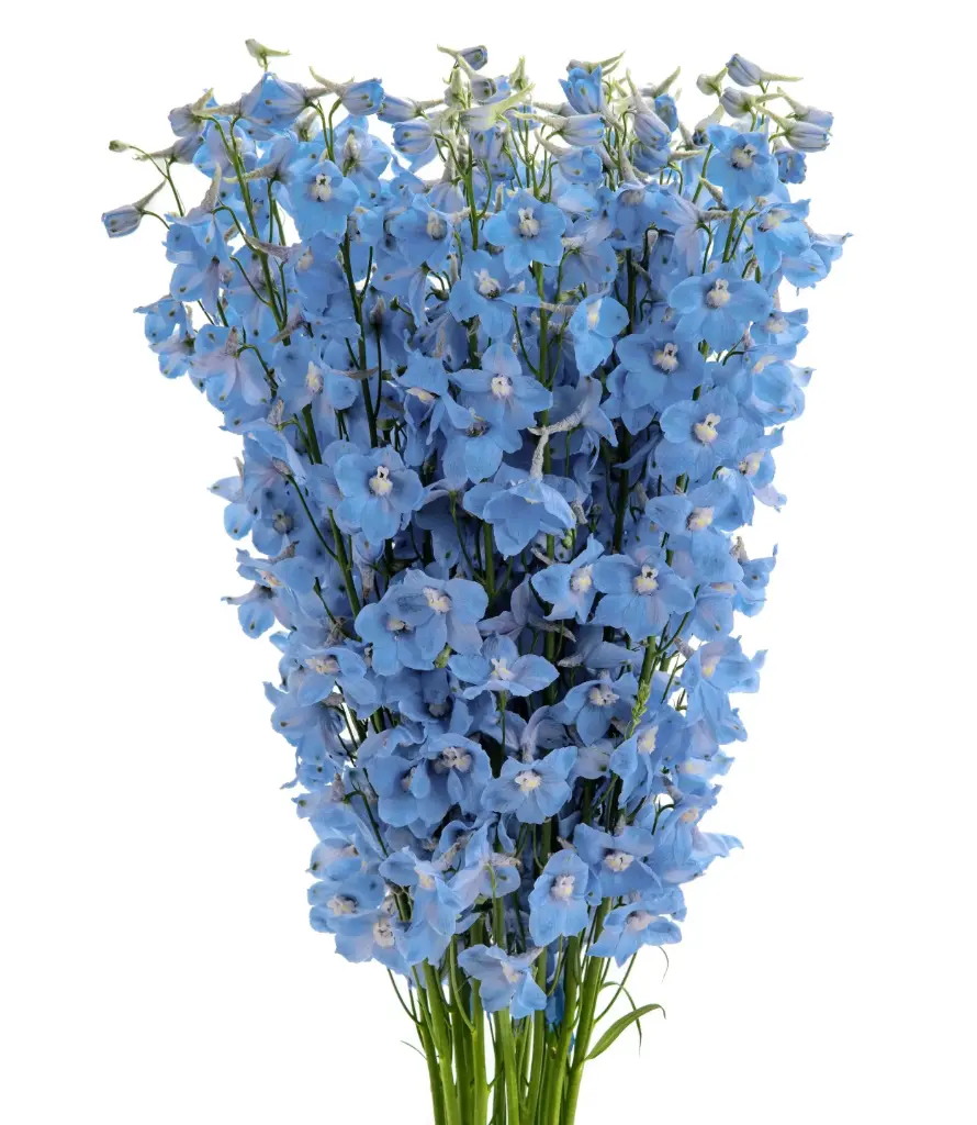 M26 Delphinium Light Blue Sky