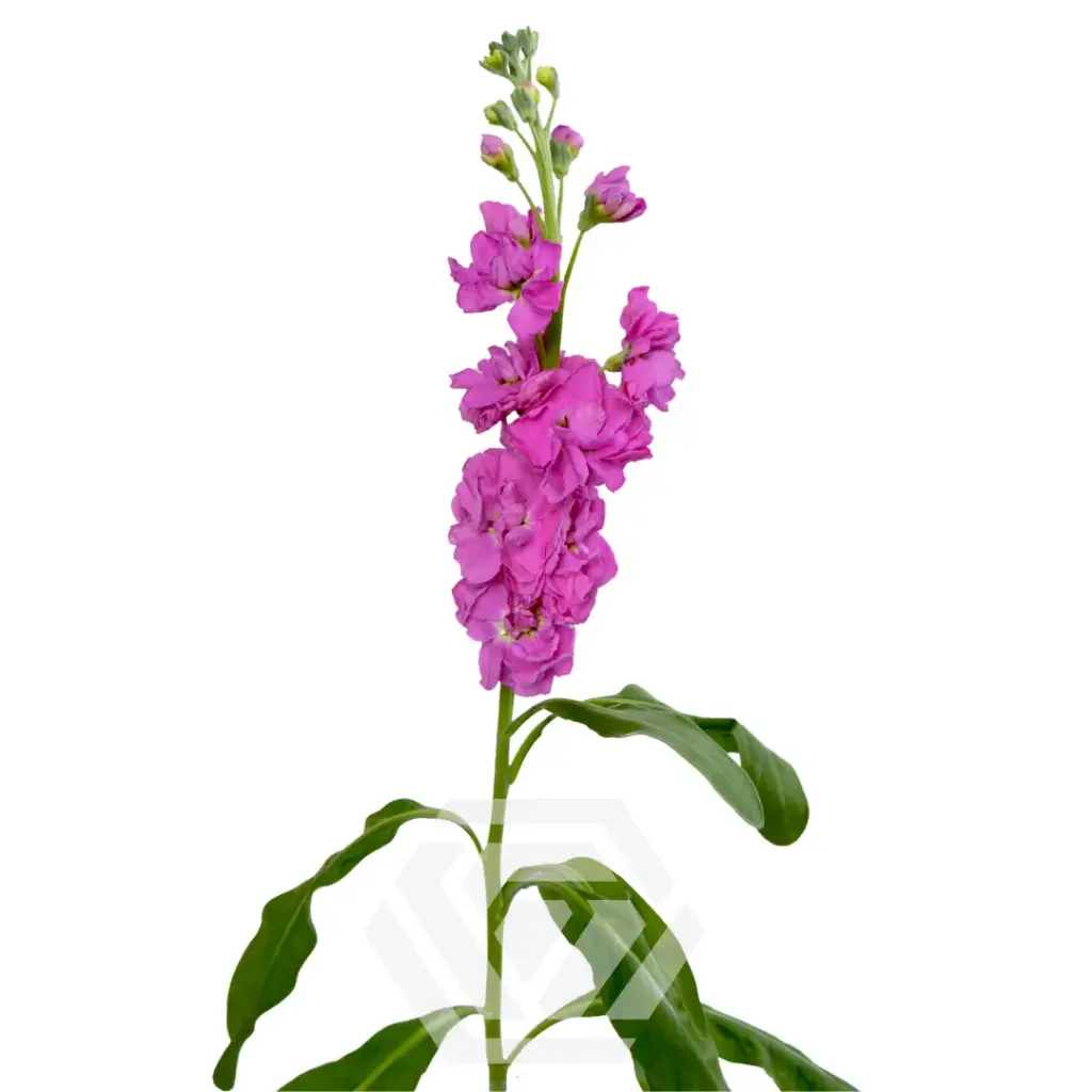 (C) V26 Stock Hot Pink 