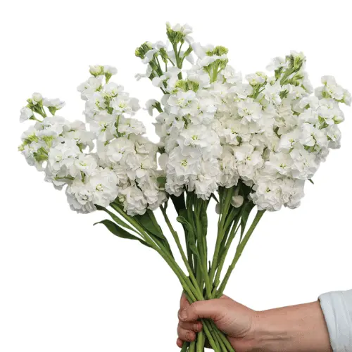 AL26 Stock White