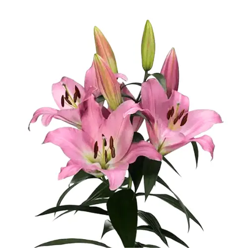 M26 Oriental Lilies Pink Tabledance