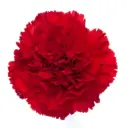 (C) V26 LG Carnations Red Virgilio  