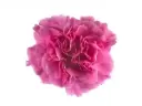 M26 LG Carnations Lilac Farida  