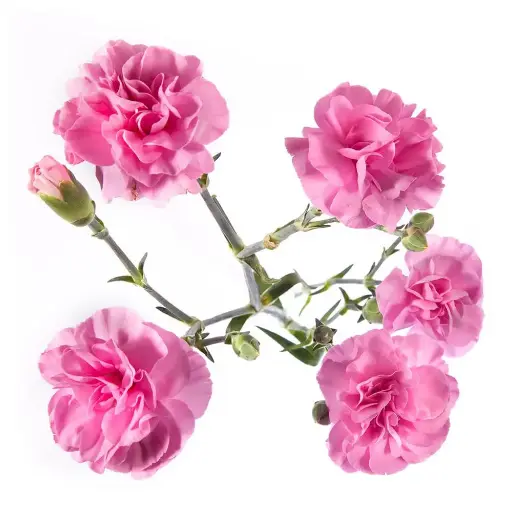 V26 Mini Carnations Lilac Milkana 