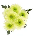 AL26 Chrysanthemums Green Forrester