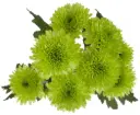 M26 Chrysanthemums Green Lemonada  