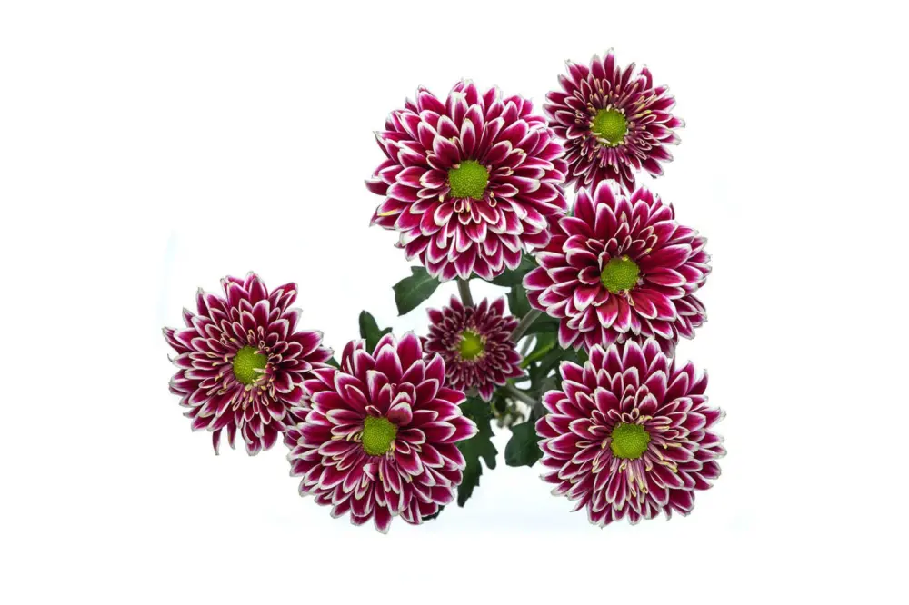 V26 Daisies Purple/White Amethyst 