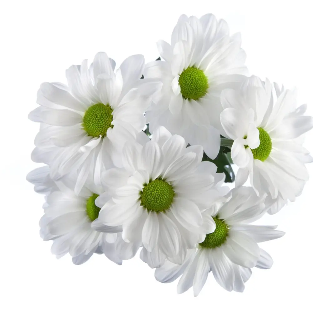(B) V26 Daisies White Alma (R)