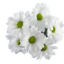 AL26 Daisies White Alma