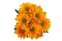 M26 Daisies Orange Vitamin C  