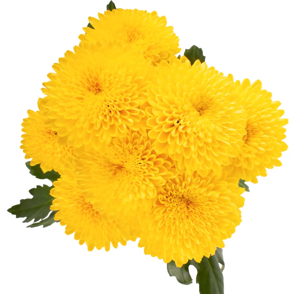 AL26 Buttons Yellow Ringer