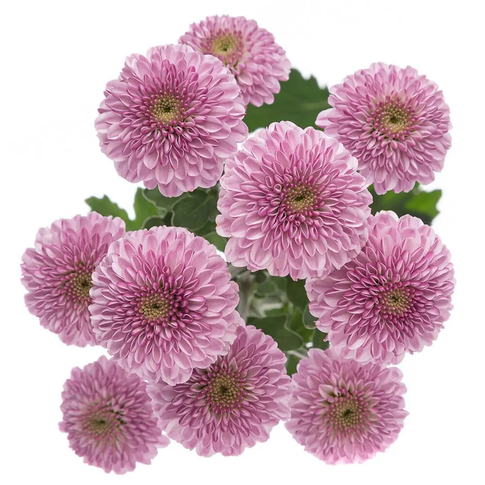 AL26 Buttons Lavender Pink Delirock