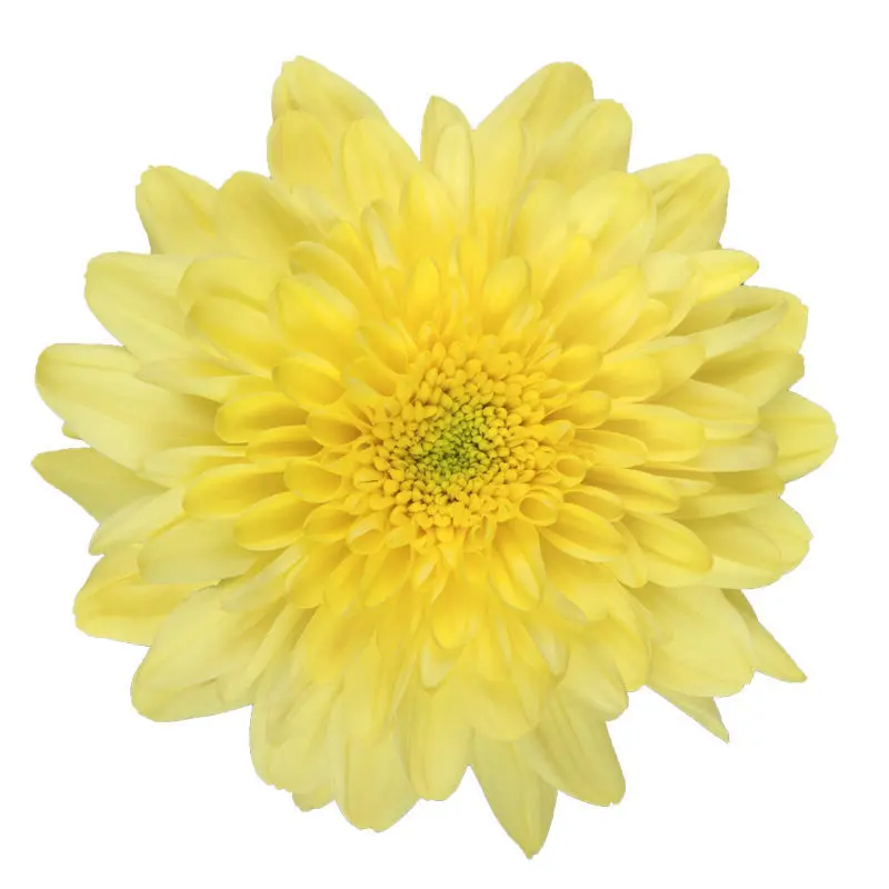 M26 Chrysanthemums Yellow Zembla  