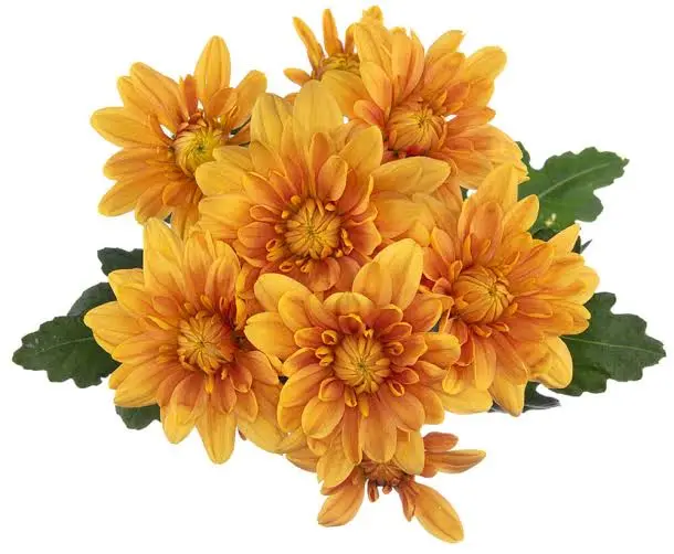 Chrysanthemums Orange Dorito