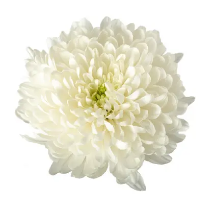 AL26 Cremons White Artic Queen
