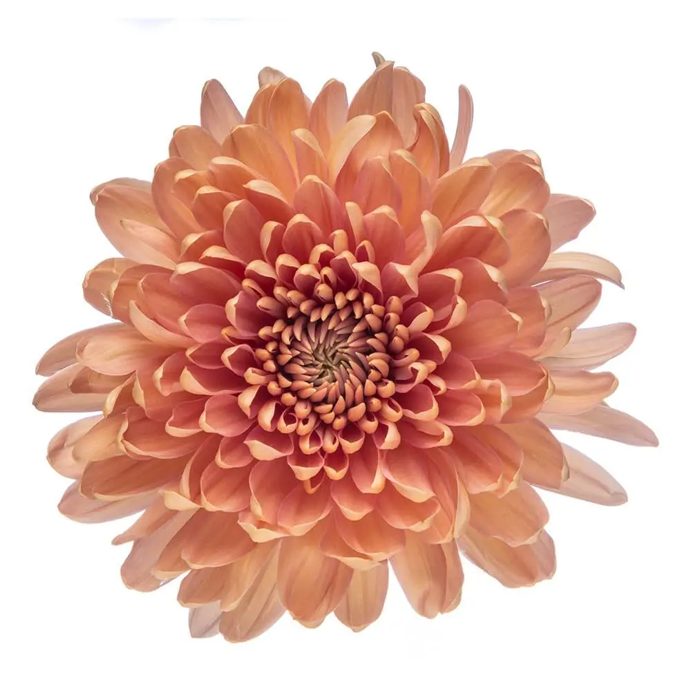 (A) V26 Cremons Peach Linette/Salmon