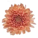 (A) V26 Cremons Peach Linette/Salmon