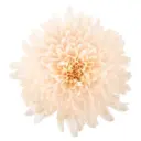AL26 Cremons Baby Peach Dorothy