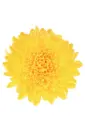 AL26 Cremons Yellow Cadiz