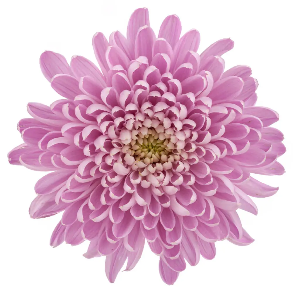 M26 Cremons Lilac Aljonka