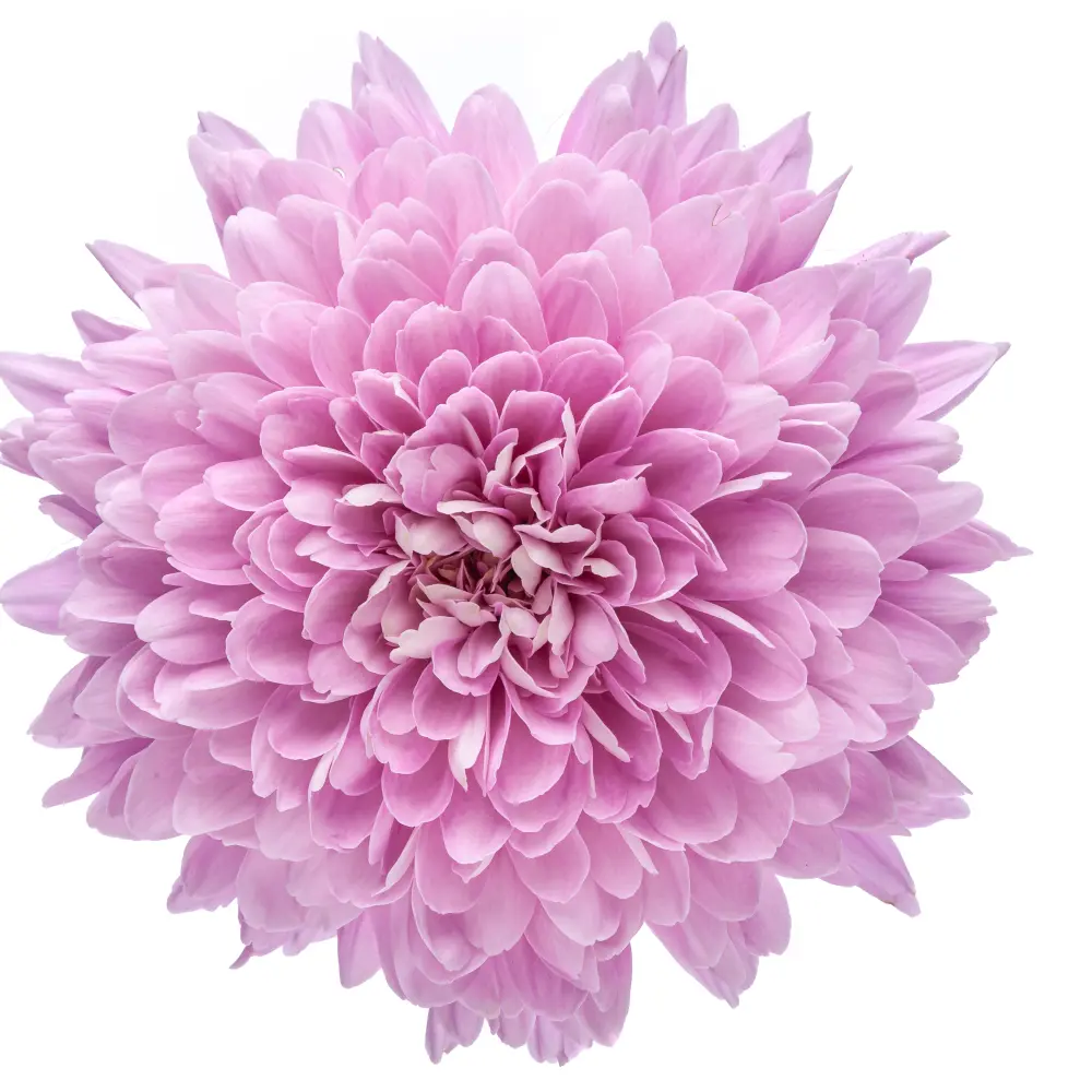 M26 Cremons Lilac Petrushka