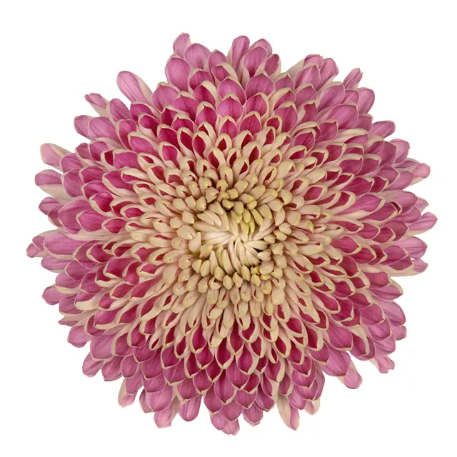 V26 Cremons Couture Pink