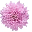 M26 Cremons Lilac Petrushka