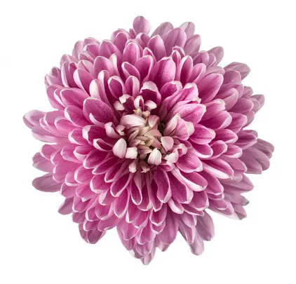 V26 Cremons Dark Rossano Lilac