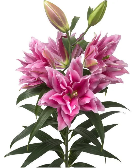 (A) V26 RoseLily Pink Ciara