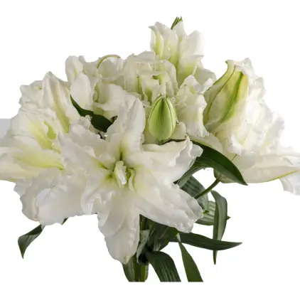 V26 RoseLily Aisha White