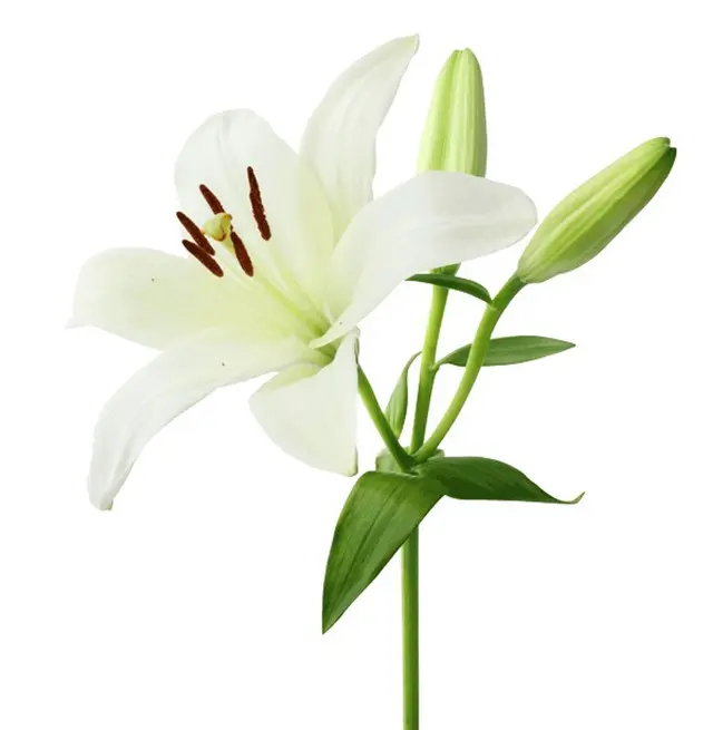 Asiatic Lilies White