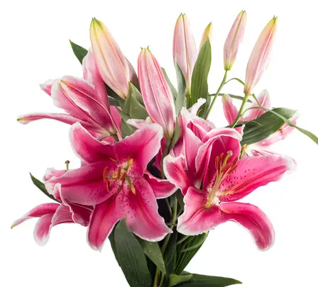 M26 Oriental Lilies Hot Pink