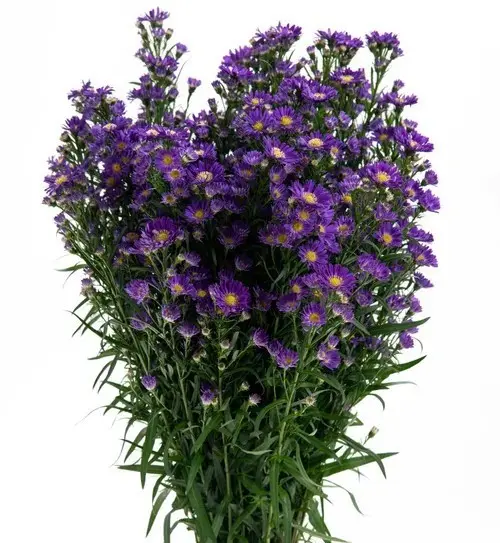 M26 Asters Purple Calipso