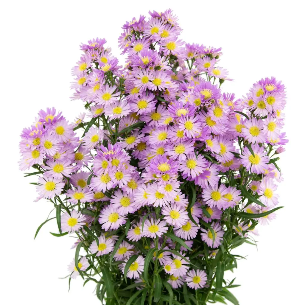 V26 Aster Carnival Pink