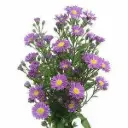 (A)V26 Aster Purple