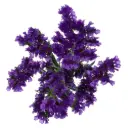 AL26 Statice Purple