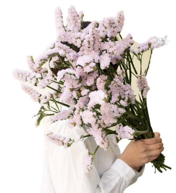 (C) V26 Statice Light Pink