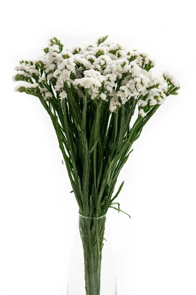 (C) V26 Statice White