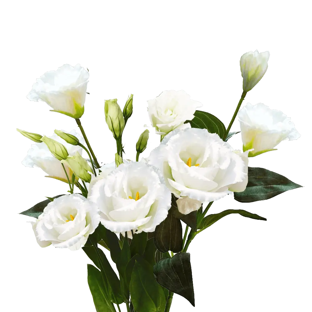 M26 Lisianthus White  